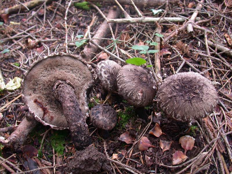 Strobilomyces strobilaceus